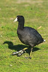 American Coot